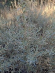 Atriplex canescens