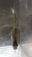 Notropis volucellus