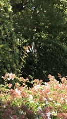 Graphium sarpedon nipponum
