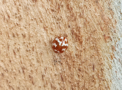 Neocalvia dentatofasciata