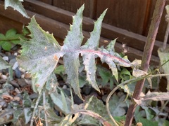 Golovinomyces sonchicola