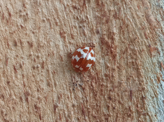 Neocalvia dentatofasciata