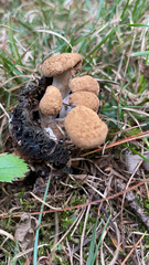 Asterophora lycoperdoides
