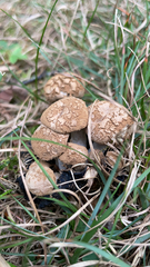 Marasmius oreades