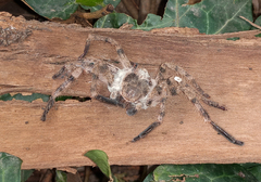 Polybetes pythagoricus