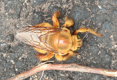 Xylocopa augusti