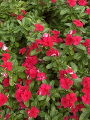 Catharanthus