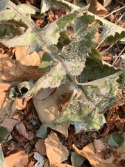 Golovinomyces sonchicola