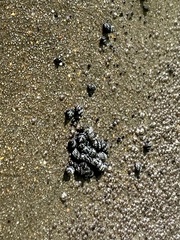 Echinolittorina placida