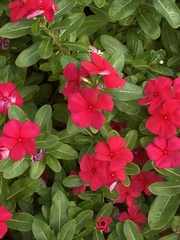 Catharanthus