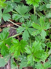 Potentilla argentea