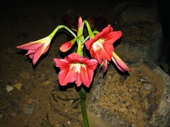 Hippeastrum