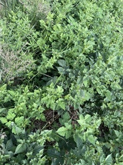 Rubus crataegifolius