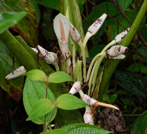 Alocasia sarawakensis, photograph 2