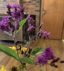 Vernonia fasciculata