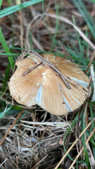 Pseudosperma sororium