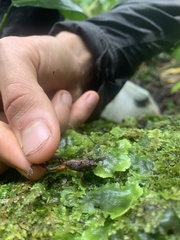 Pristimantis croceoinguinis