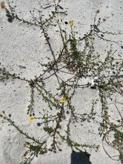 Chrysopsidinae
