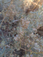 Atriplex canescens