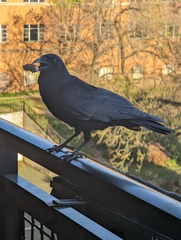 Corvus ossifragus