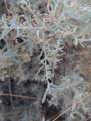 Atriplex canescens