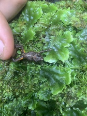 Pristimantis croceoinguinis