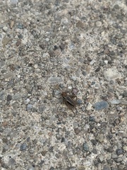 Eunemobius carolinus