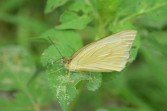 Ascia monuste monuste