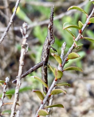 Vandiemenella viatica