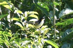 Donacobius atricapilla
