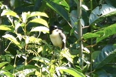Donacobius atricapilla