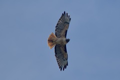 Buteo jamaicensis calurus