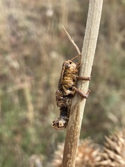 Entomophaga grylli