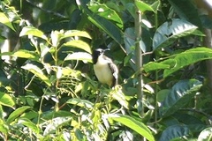 Donacobius atricapilla