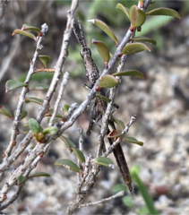 Vandiemenella viatica