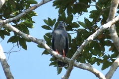 Geranospiza caerulescens