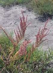 Suaeda maritima