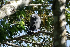 Geranospiza caerulescens