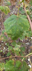Jungia polita