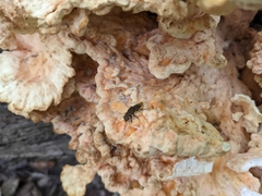 Ontholestes cingulatus