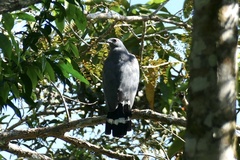 Geranospiza caerulescens
