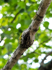 Euhexomyza schineri