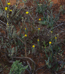 Podotheca gnaphalioides