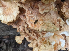 Ontholestes cingulatus