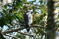 Geranospiza caerulescens