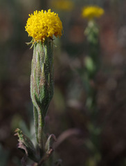 Podotheca gnaphalioides