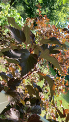 Physocarpus opulifolius