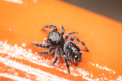 Phidippus borealis