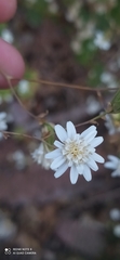Jungia polita