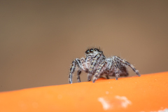 Phidippus borealis